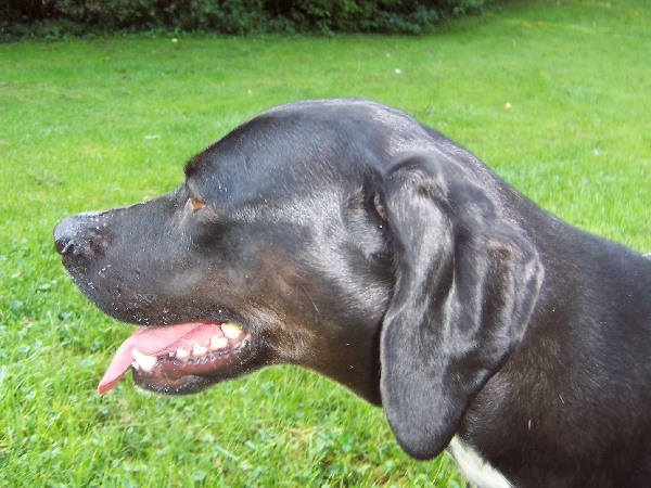 Peppels (Labrador, Pointer) Labrador Pointer 